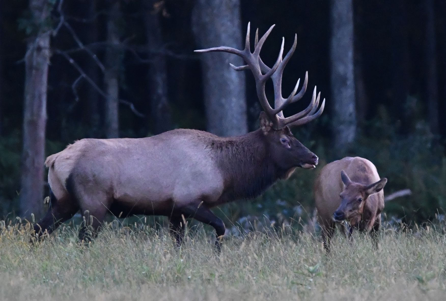 Bull & cow elk,